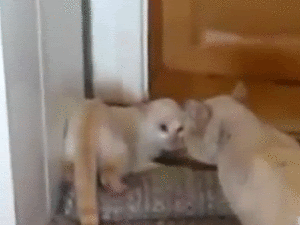 tumblr_m55dnbgwq11qbyxr0o1_400.gif