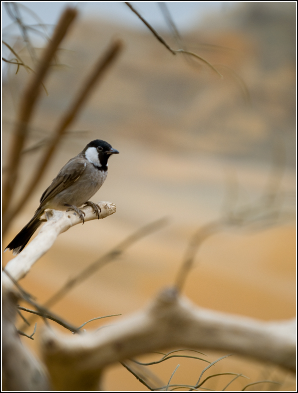 Bird_II_by_Hasan_Alzaabi.jpg