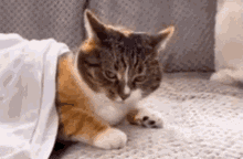 cat-yeet.gif