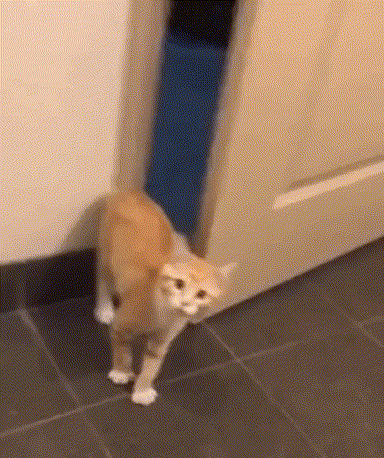 ORF90Zv.gif