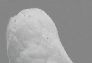 49532152208_9c2ce499ff_o_d.gif