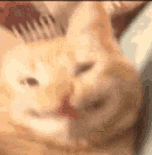 tenor.gif