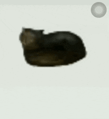 cat.gif