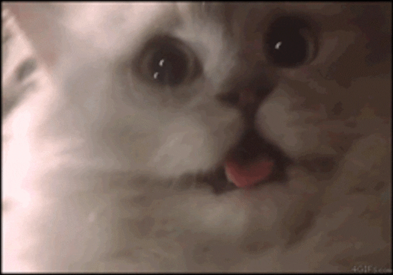 Z4kALtm.gif