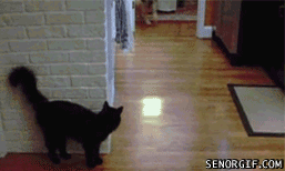 tumblr_mgj3coTCEf1s3682fo1_400.gif