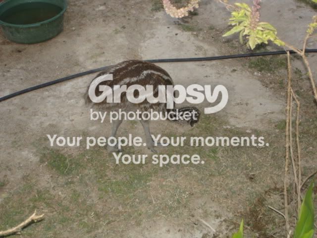 ourbirdies008.jpg