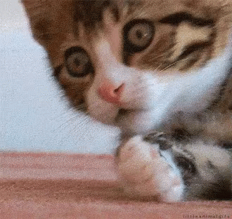 cat-shocked.gif