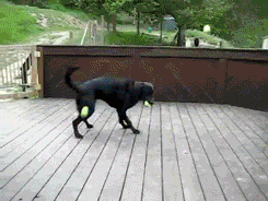 tumblr_m09u09jyo31qzrlhgo3_250.gif