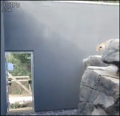 tumblr_o5yalxOt6W1tlb56zo1_250.gif