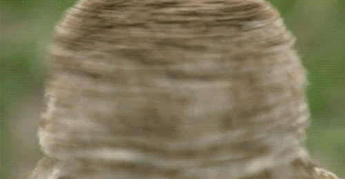 X7CHy.gif