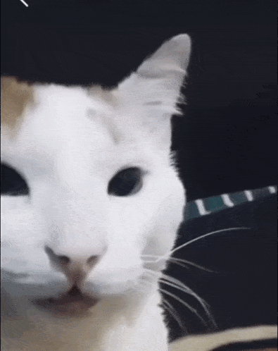 cat-laughing.gif