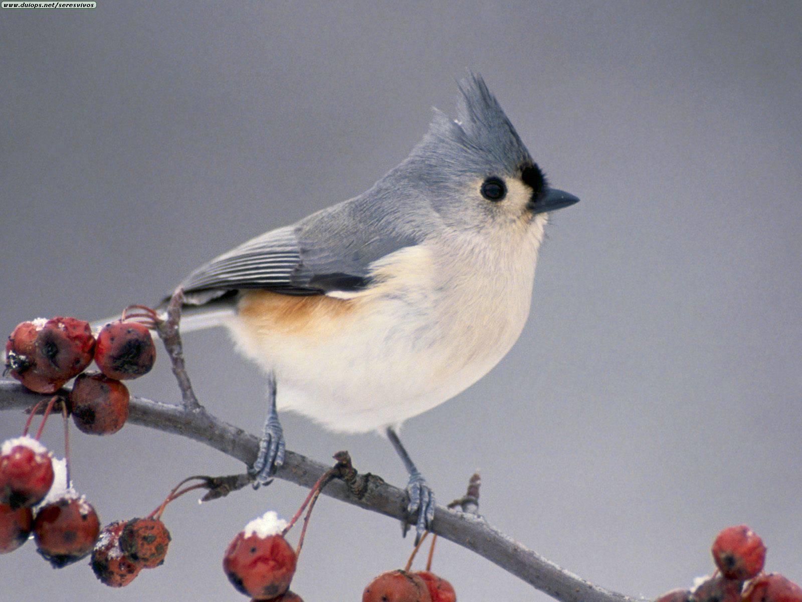 cute-bird.jpg