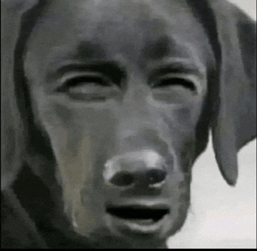 dog-dog-meme.gif