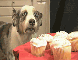 FlashbackDog.gif