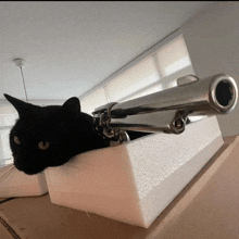 cat-gun.gif