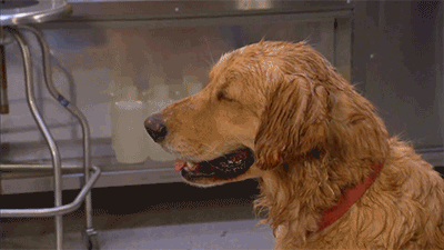 dog-sweating.gif