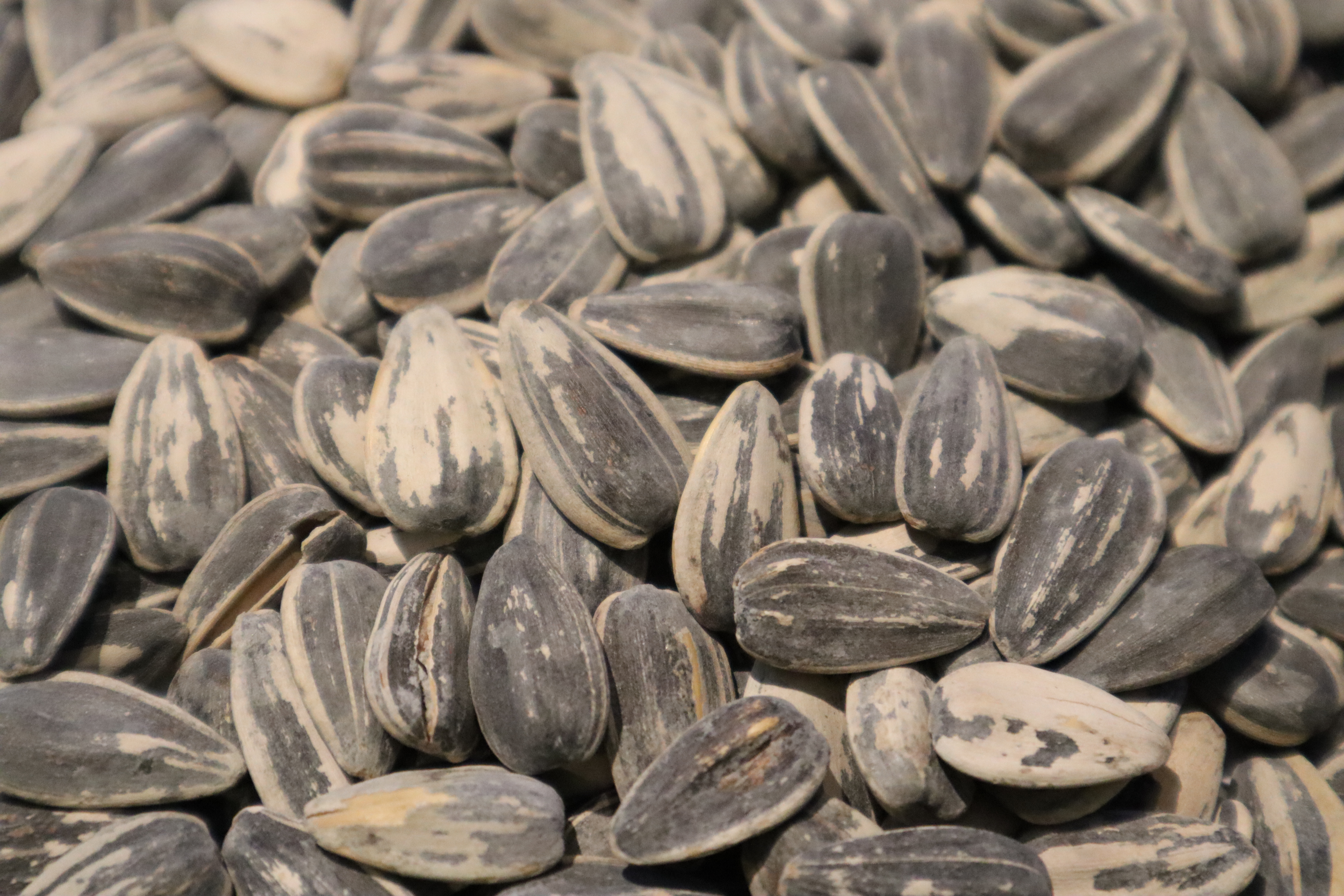 Whole_Sunflower_seed.jpg