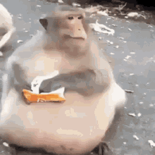 monkey-eating.gif