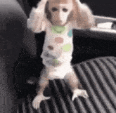 shocked-monkey-stan-twt.gif