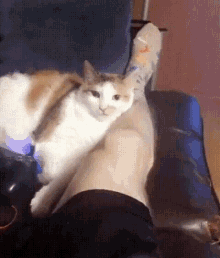 tenor.gif