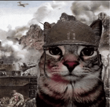 cat-thousand-yard-stare-thousand-yard-stare.gif