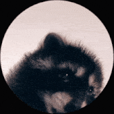 74bhx7W.gif