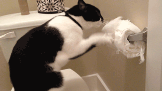 tumblr_mmi6ajrmSp1sqof1to1_400.gif