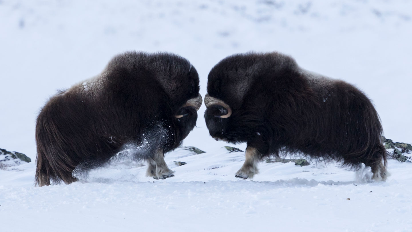 052022_ls_musk-oxen-brains_feat.jpg