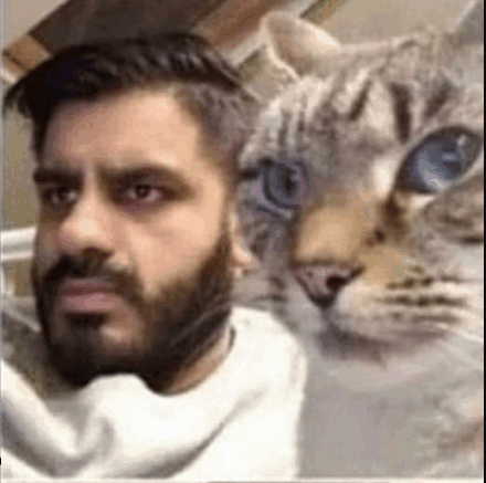 cat-stare.gif
