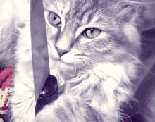 cat.gif