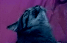 RbT7F.gif
