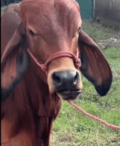 the-rock-cow-face-the-rock-cow.gif