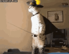 guitar-cat.gif