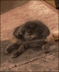 raoyPwi.gif