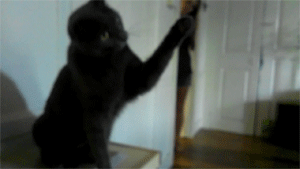 tumblr_mwmo7pj8G01qewacoo7_r1_400.gif