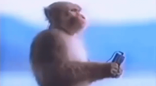 monkey-music-monkey.gif