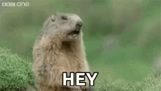 beaver-hey.gif