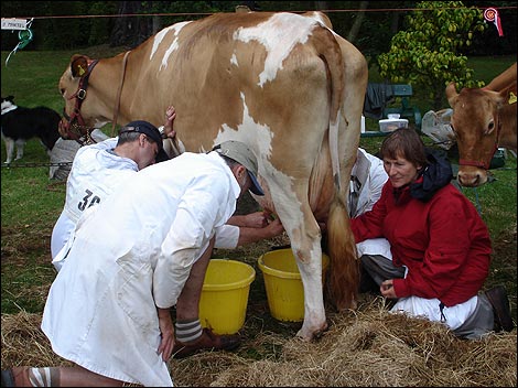 28_cow_milking_470x352.jpg