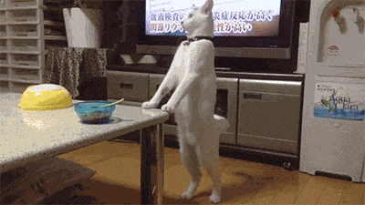 X8pfvsk.gif