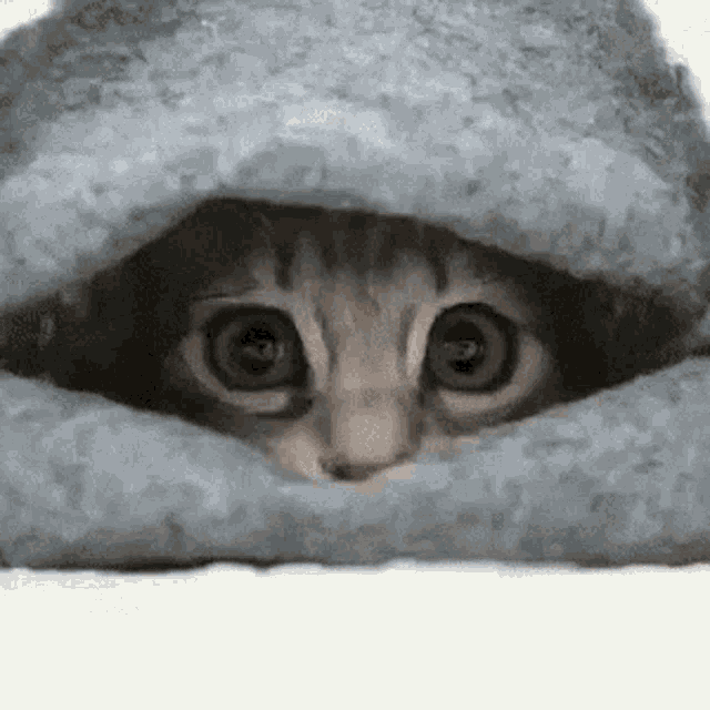 cat-hiding.gif