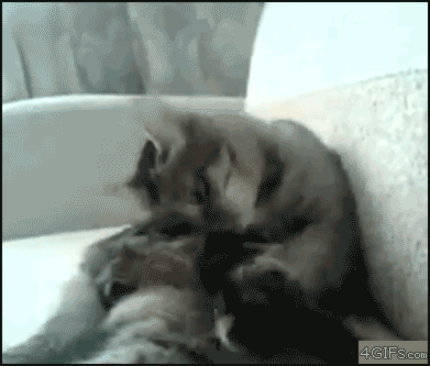 nSC3r.gif