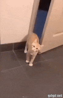 xmtY7fo.gif