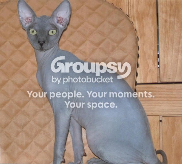 Sphynx3.jpg