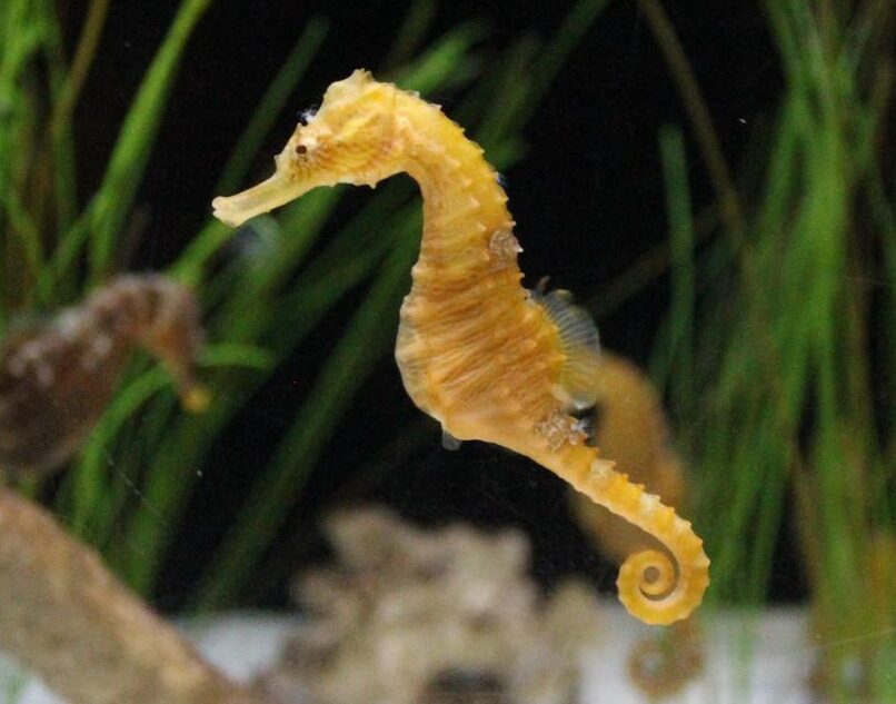 sea_horse_is_horsey-e1609821832721.jpg