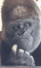 thinking-hmm.gif