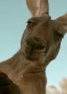 Tumblr-mhnyr45p-K51r4zr2vo2-r1-500.gif