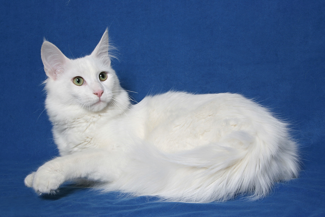Tureck-angora.jpg