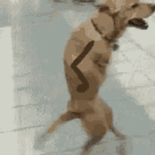 jazz-hands-dog.gif