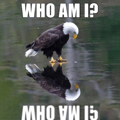 who-am-i-the-usa-lately-42289434.png