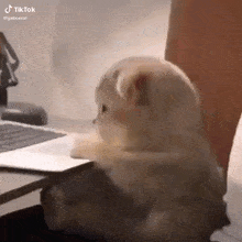 mad-cat.gif